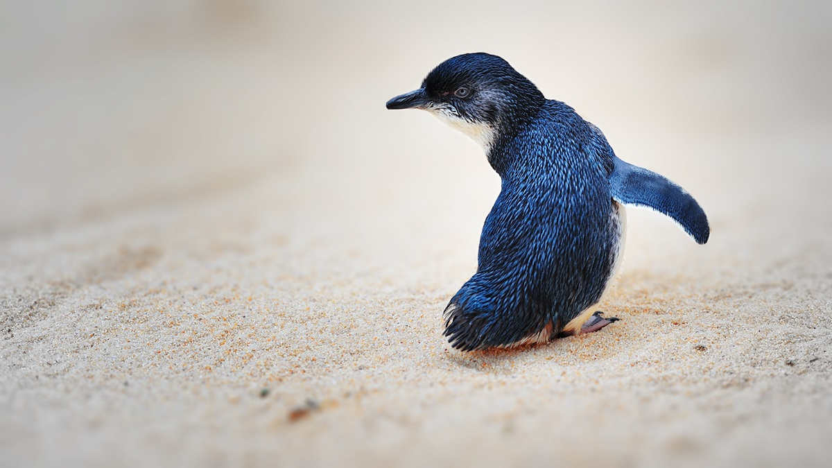 A little blue penguin on the sand