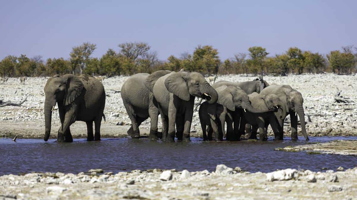 A photograph of a herd of elephants, including adults and juveniles. They are standing in the shallow water of a waterhole, surrounded by dry, pale earth and vegetation in the distance.