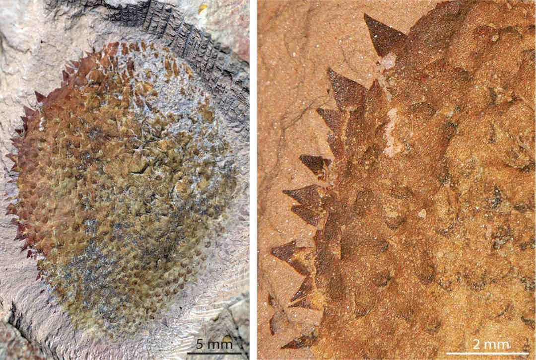 Fossil of spiny mollusc