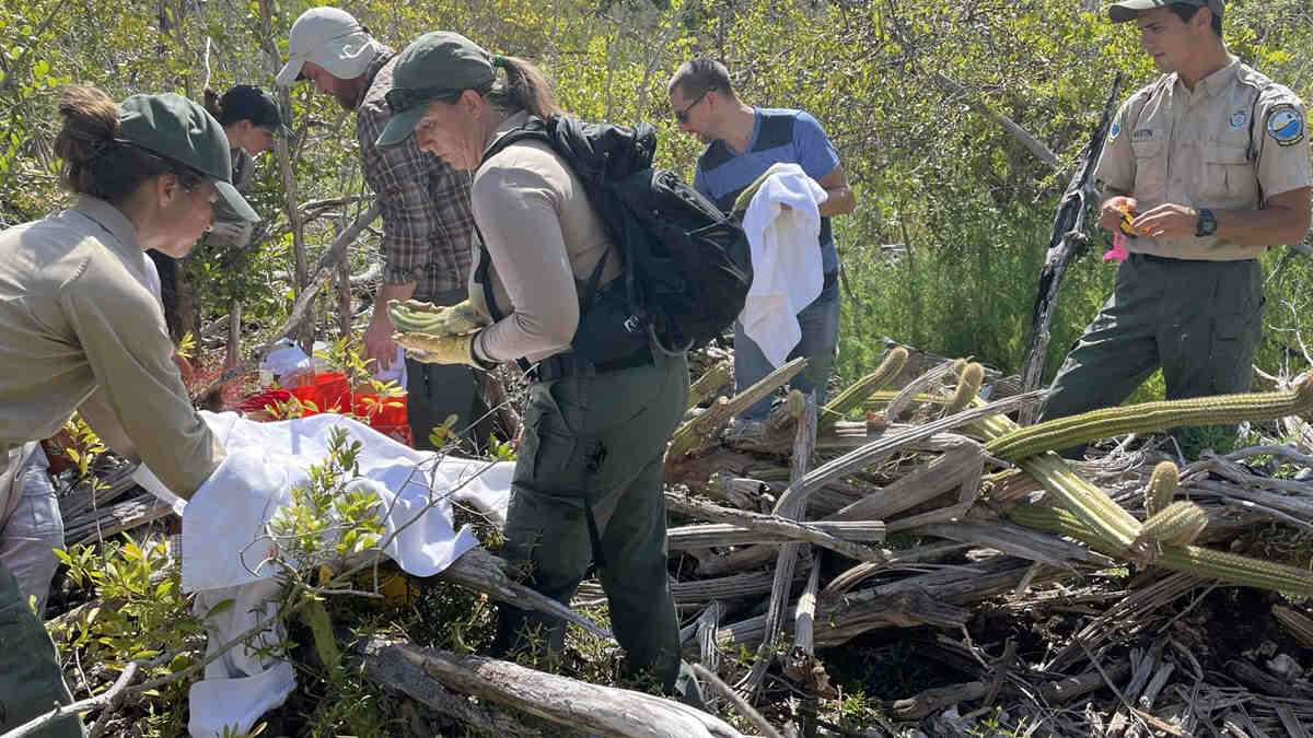 Conservationists rescuing dying cactus