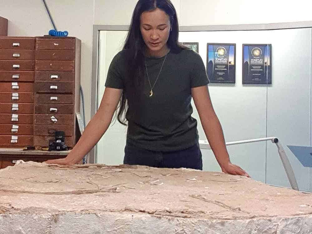 Palaeontologist looks at slab containing fossils