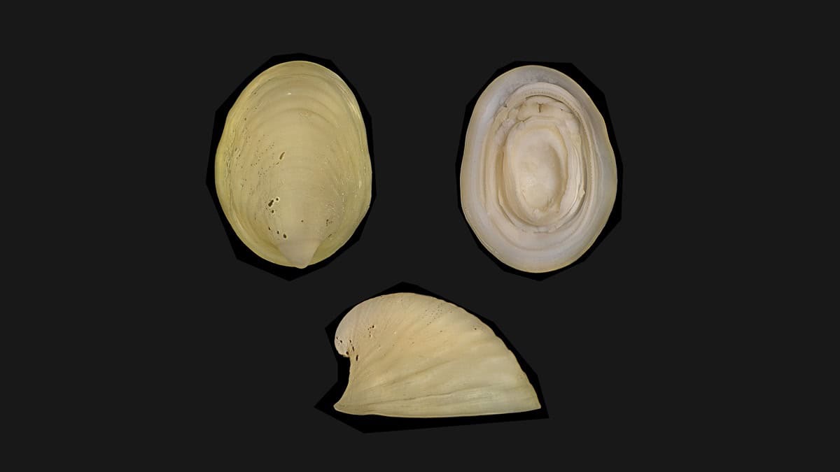 Photos of a limpet on black background