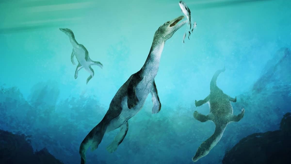 illustration of three marine reptiles catching fish