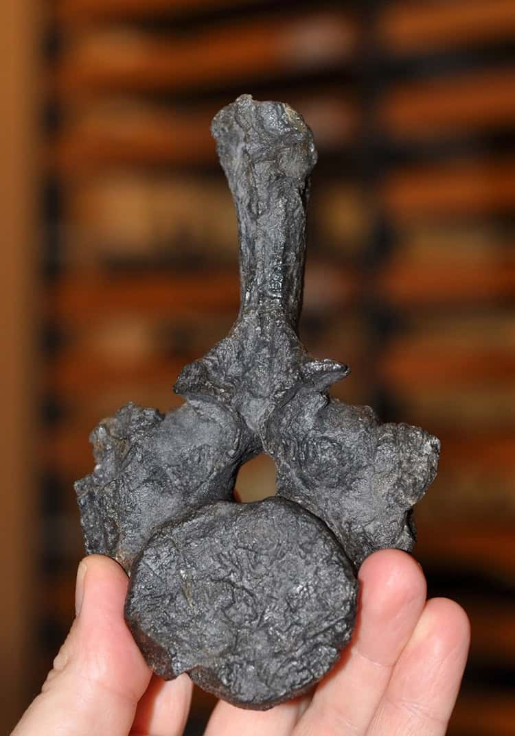 Fossil vertebra in hand