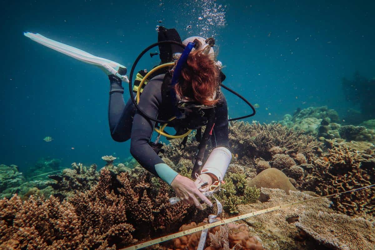 A diver surveys a coral star