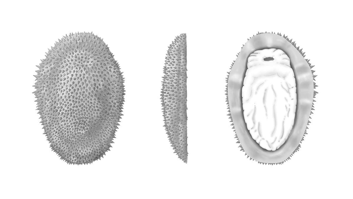Artist reconstruction of spiny mollusc from 3 different views