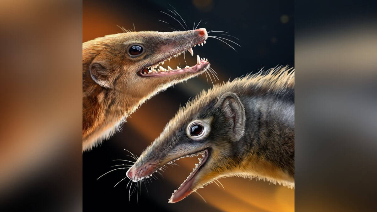 Reconstruction of two early mammal ancestors