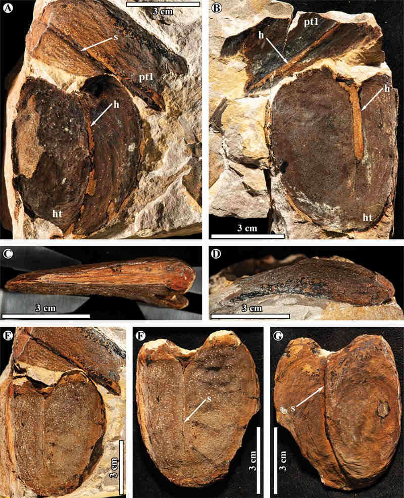 Fossils of giant bean seed