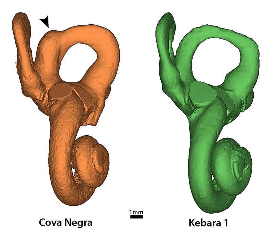 Inner ear 3d models from neanderthal fossils