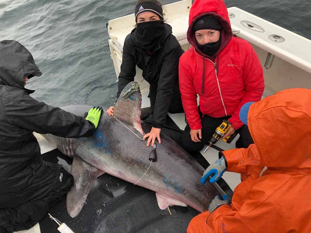 Scientists on a boat tagging a shark
