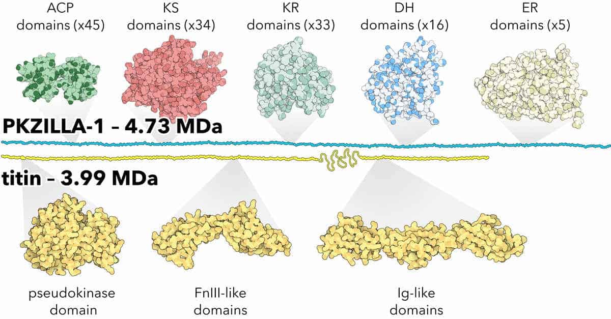 Diagram and size comparison of proteins