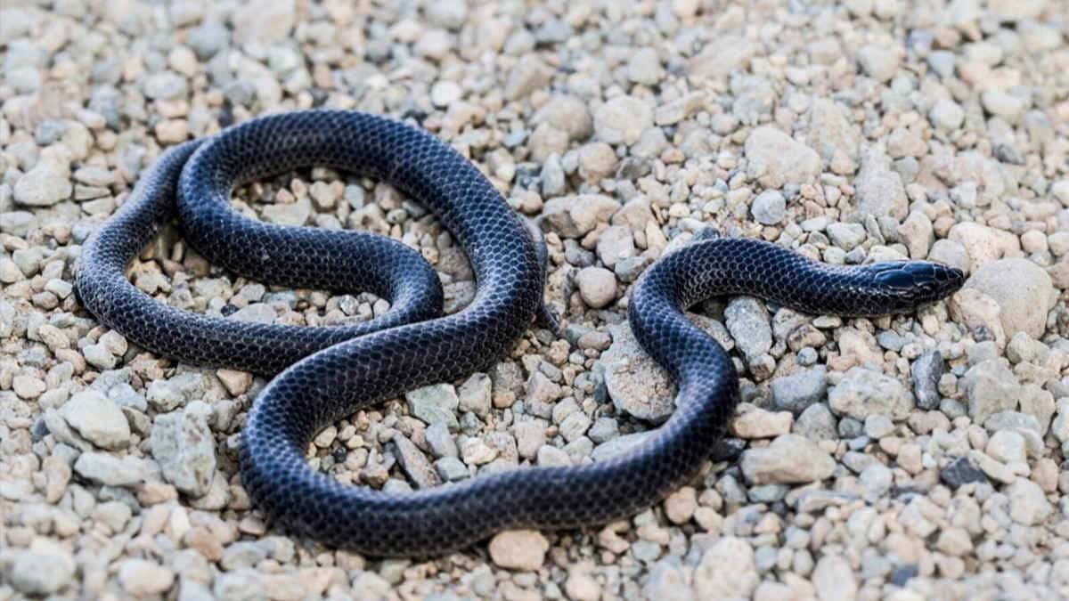 Black snake on stony soil