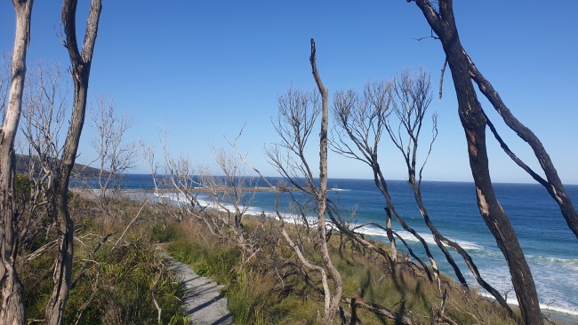 240309 in 2019 20 fires burned from the princess hwy thru to the coast