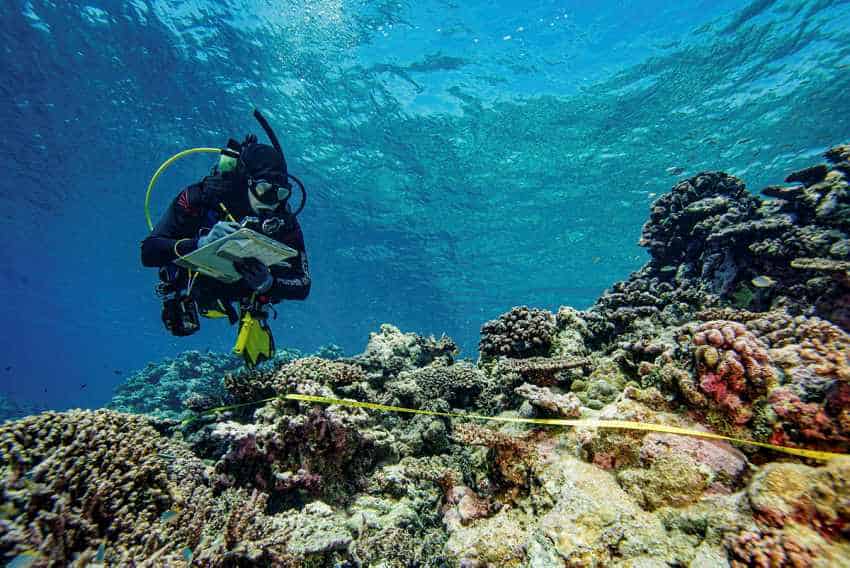Underwater photograph of a diver taking observations on a notepad while diving over a coral reef
