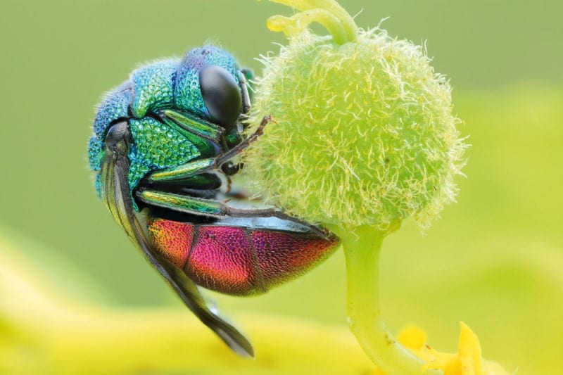 Ruby tailed wasp getty