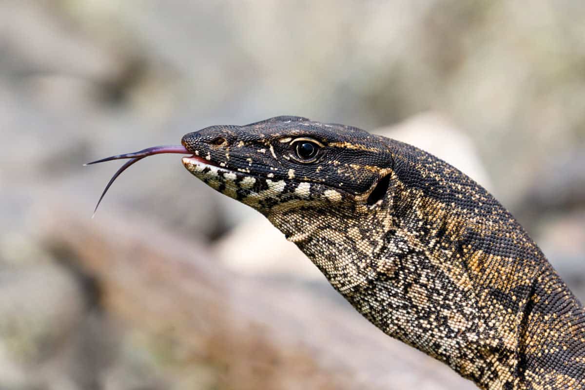 Gettyimages 1277702882