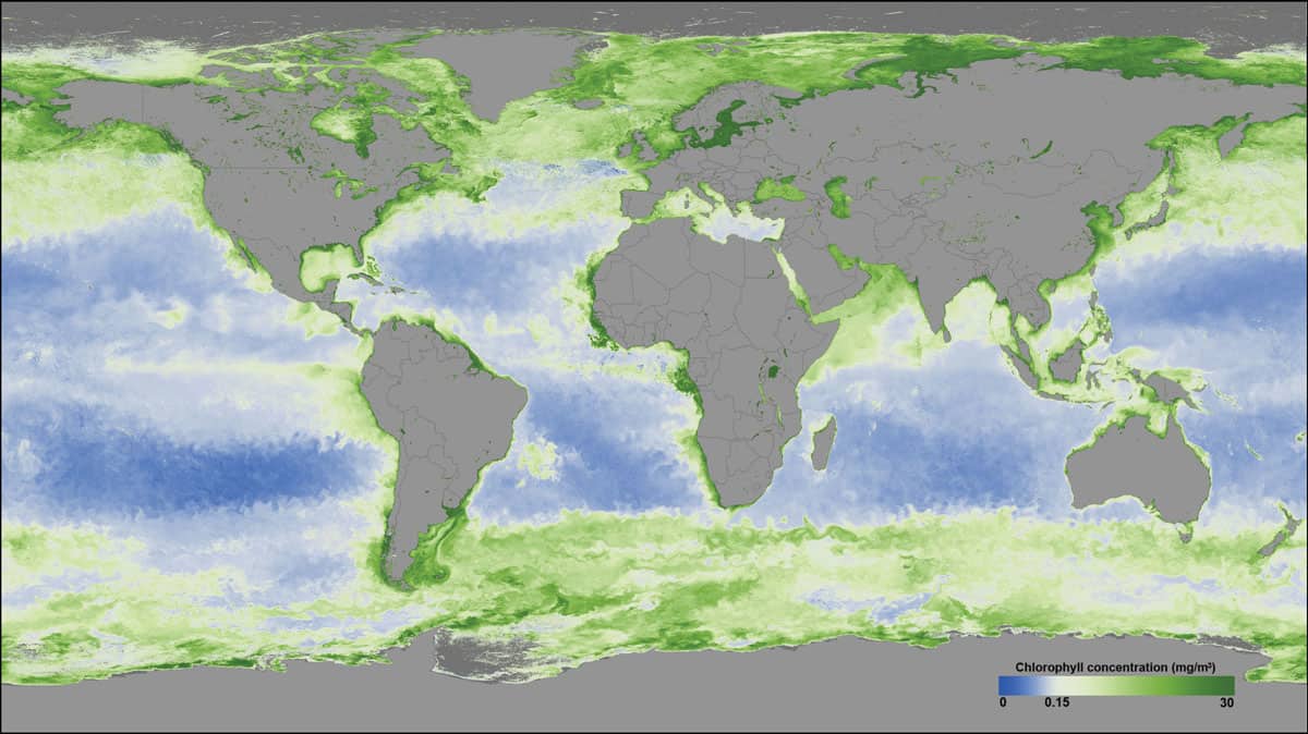 Chlorophyll frame 00983