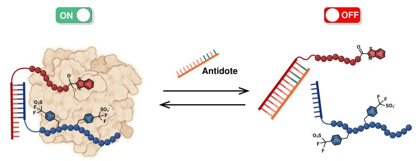 Illustration of how the anticoagulant switch operates. Source university of geneva 850
