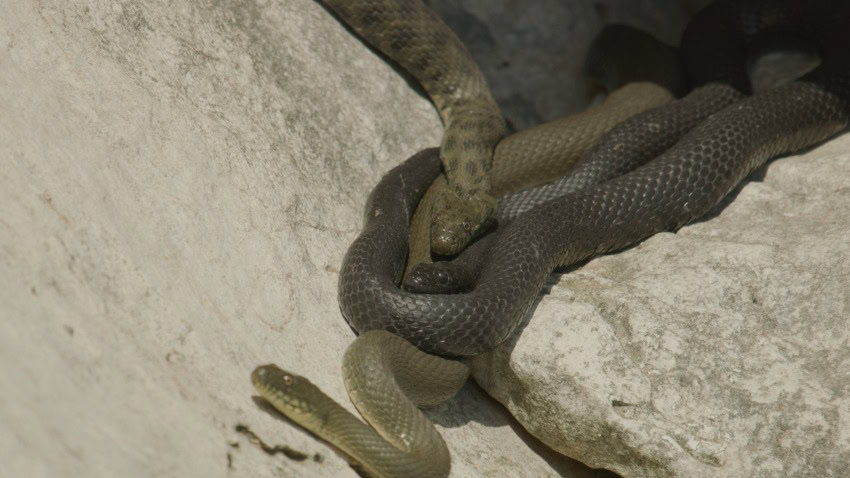 Photograph of three dice snakes, one is a light brown colour, another dark brown, and the third is light brown with dark brown spots