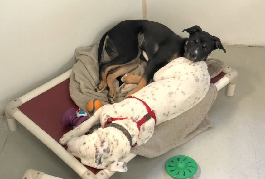 A photograph of 2 dogs on a dog bed. One is white with grey spots and the other is black and light brown. They ar cuddling