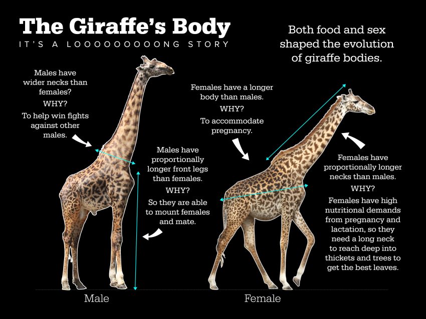 A diagram of a male and female giraffe's body. The images show that males have wider necks and longer front legs. Whereas females have longer bodies and longer necks.