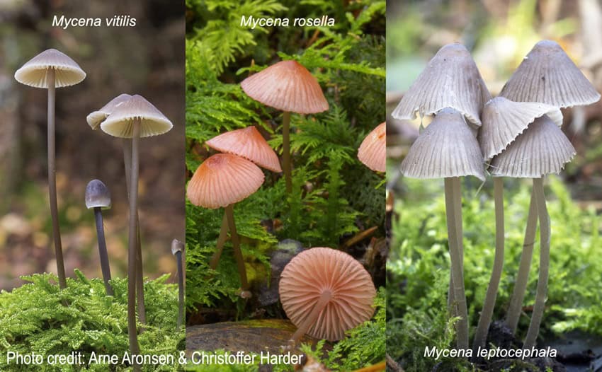 3 photographs of mycena mushrooms. They look like tiny umrellas, in brown, coral, and grey varieties.