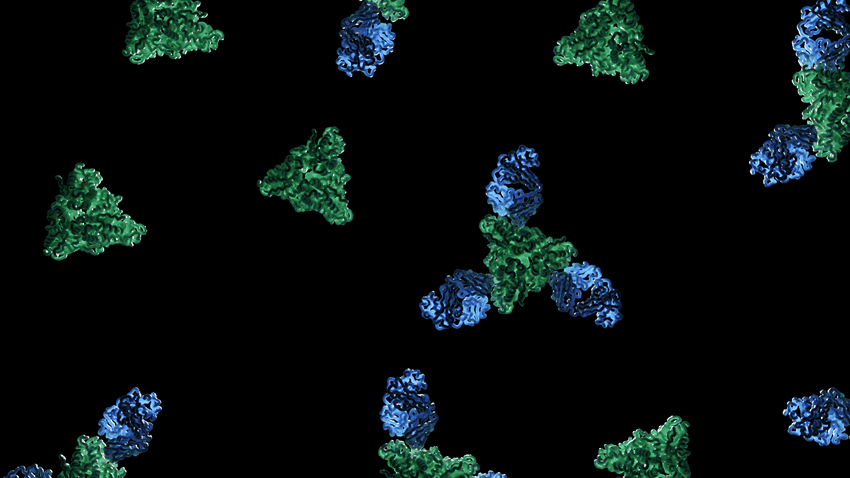 Image of multiple interactions between an antibody and a measles surface protein