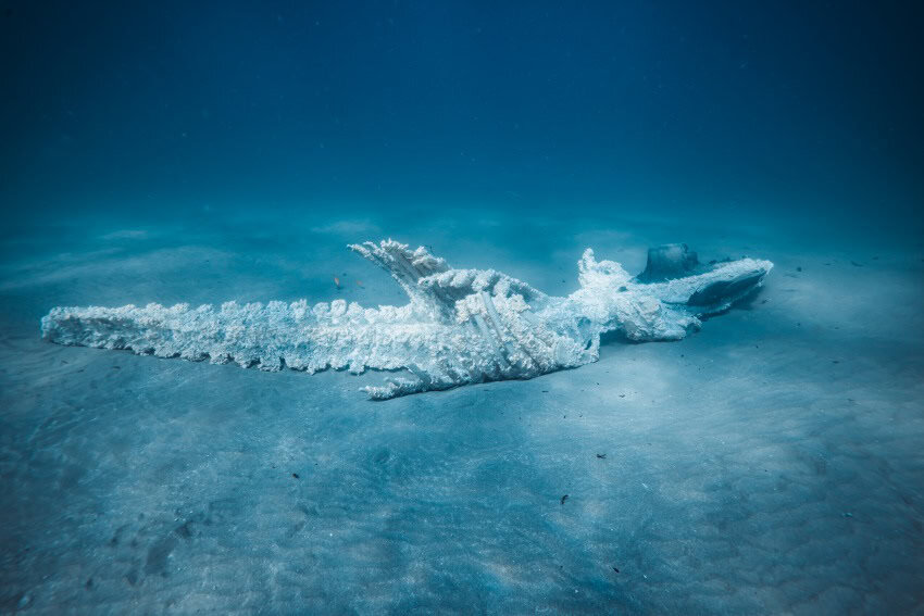 An underwater photograph of a decomposing whale carcass on the seafloor.