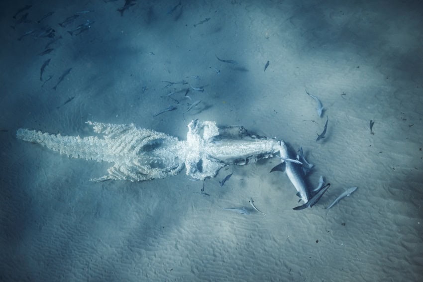 An underwater photograph of a decomposing whale carcass that is being eaten by a small shark,