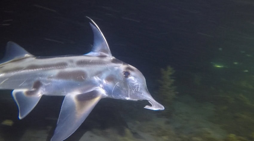 Photograph of a strange fish with a long, elephant-like protruding nose.