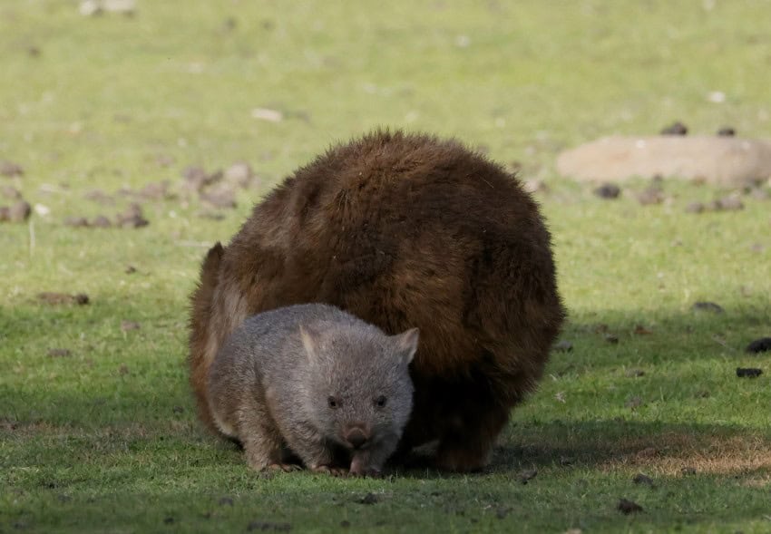 A grey baby wombat stands next to a larger, brown wombat
