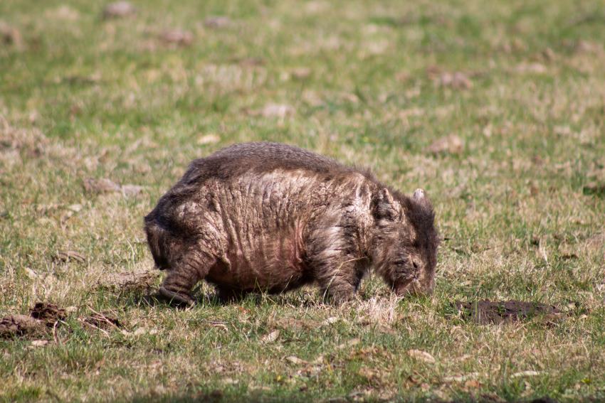 A sick wombat struggles to stand. It is missing fur where its skin has thickened and become inflamed