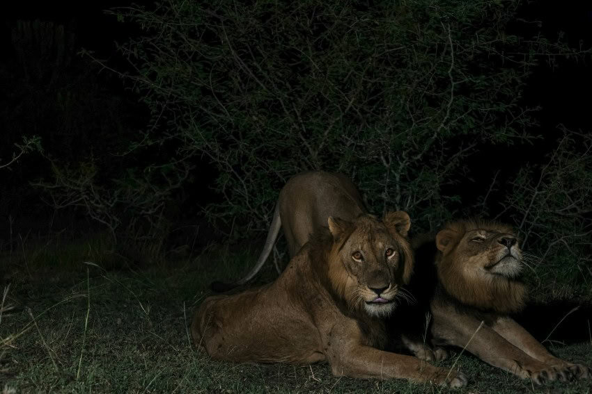 Photograph of two male lions at night. One lion is laying on the ground looking towards the camera, while the other is stretching.