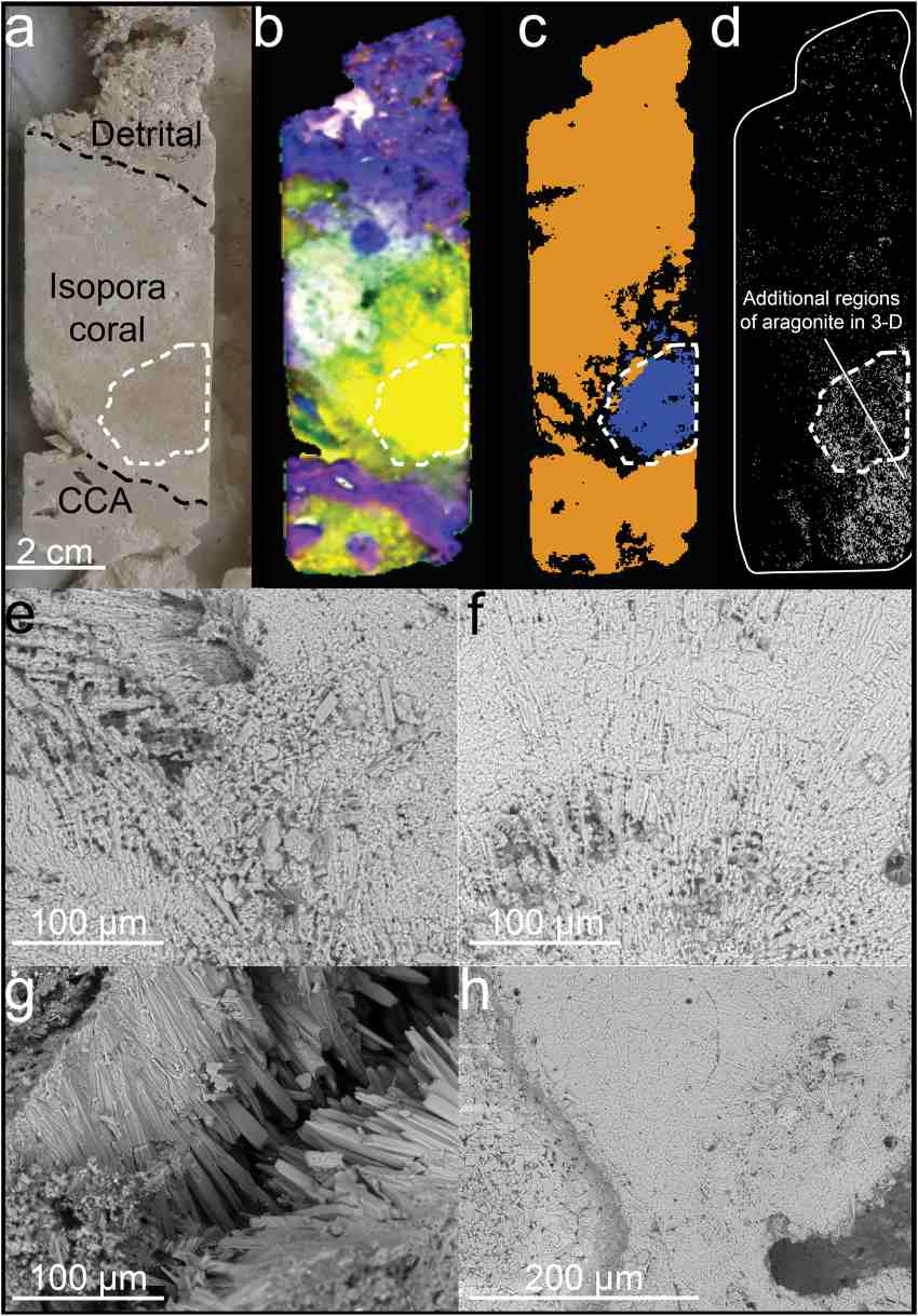 8 images of the same piece of coral showing