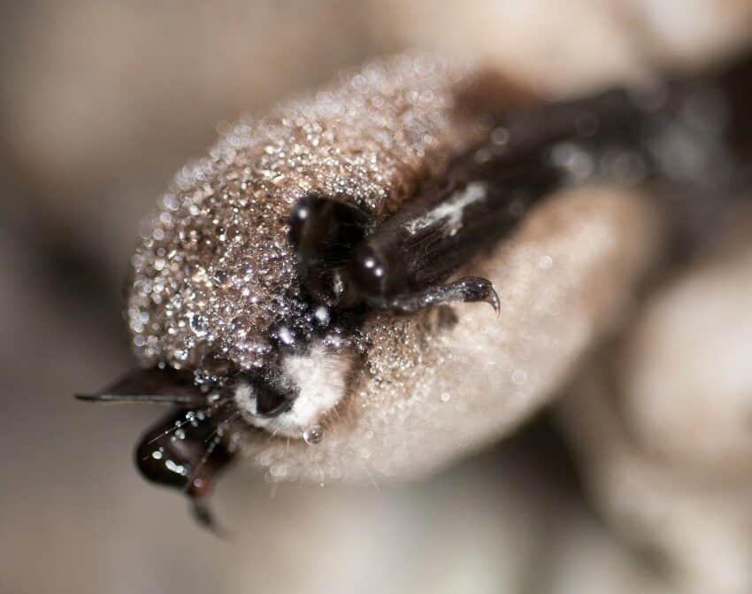 A close-up photograph of a small brown bat. The bat's nose is covered in white fluffy fungus, and the bat's fur is covered in droplets of water