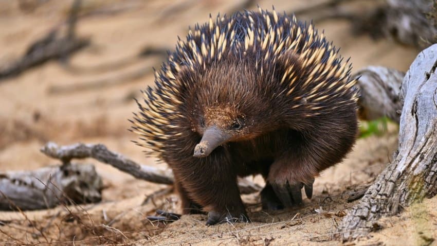 A photograph of an echidna walking on the sand at a beach