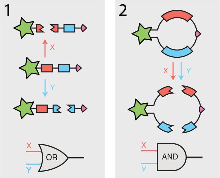 Figure 2. Credit deforest et al. Nature chemical biology 850