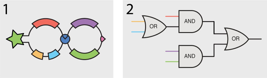 Figure 3. Credit deforest et al. Nature chemical biology 850