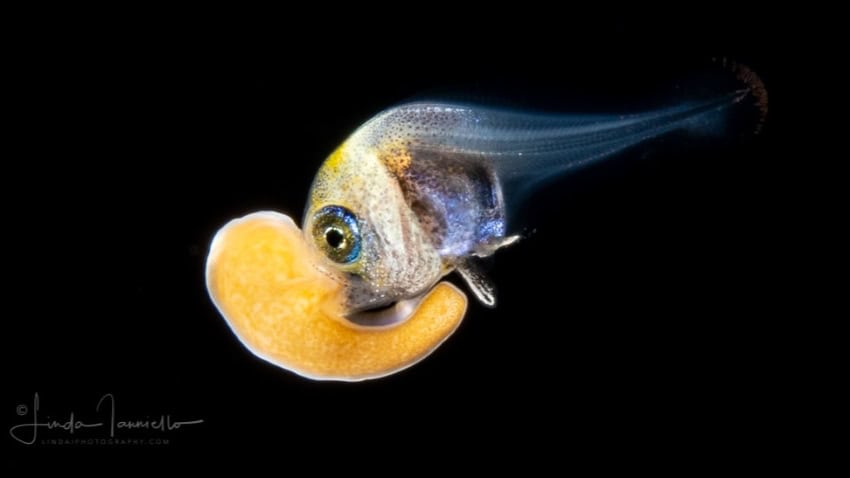 A small, round fish holds a large orange anemone in its mouth