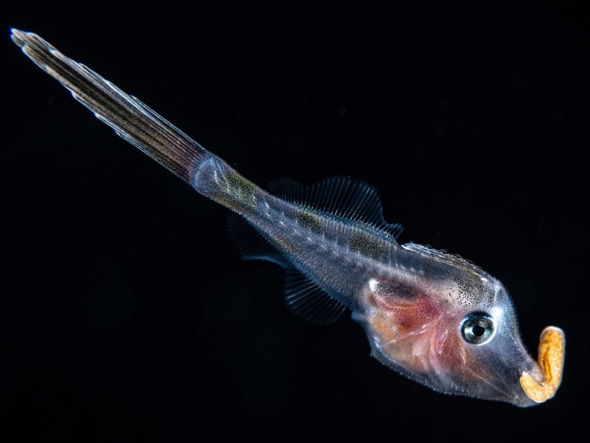 A long, transparent baby fish holds a bright orange larva in its mouth