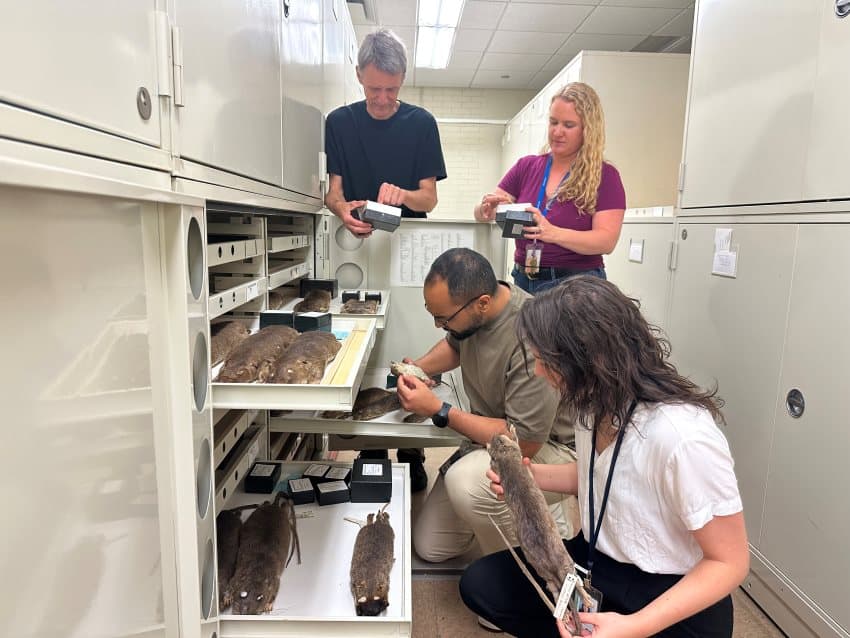 4 researchers surround a museum collection of preserved rodents