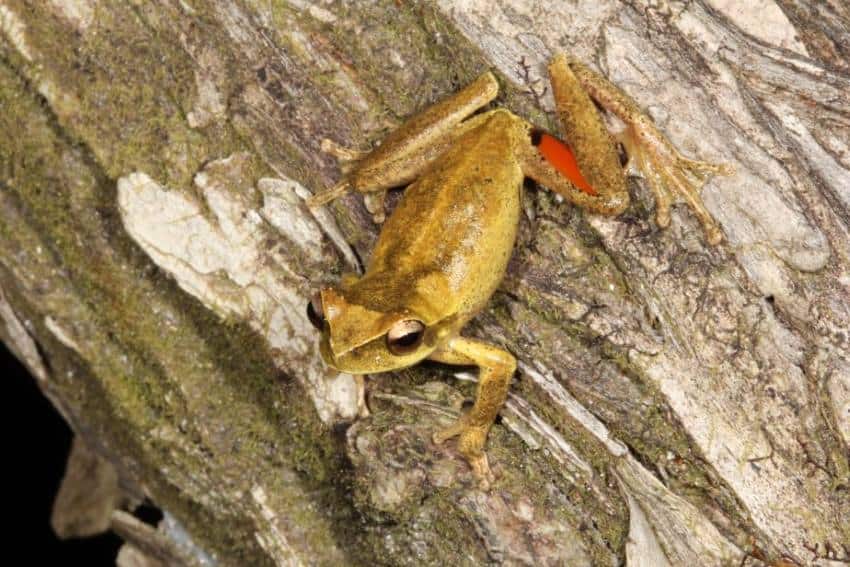 A small yellow-brown frog with black spots and a bright red splotch on its legs
