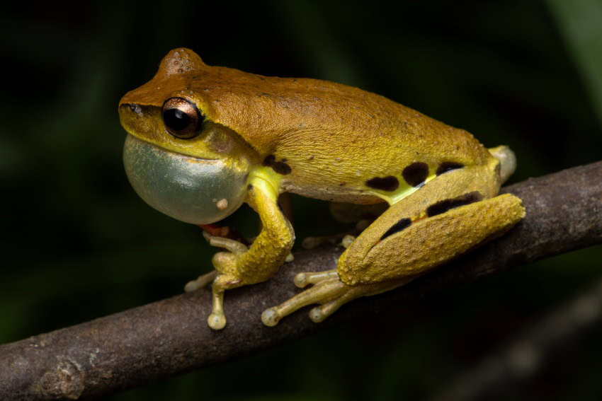 A small yellow-brown frog with black spots on its legs mid-croak