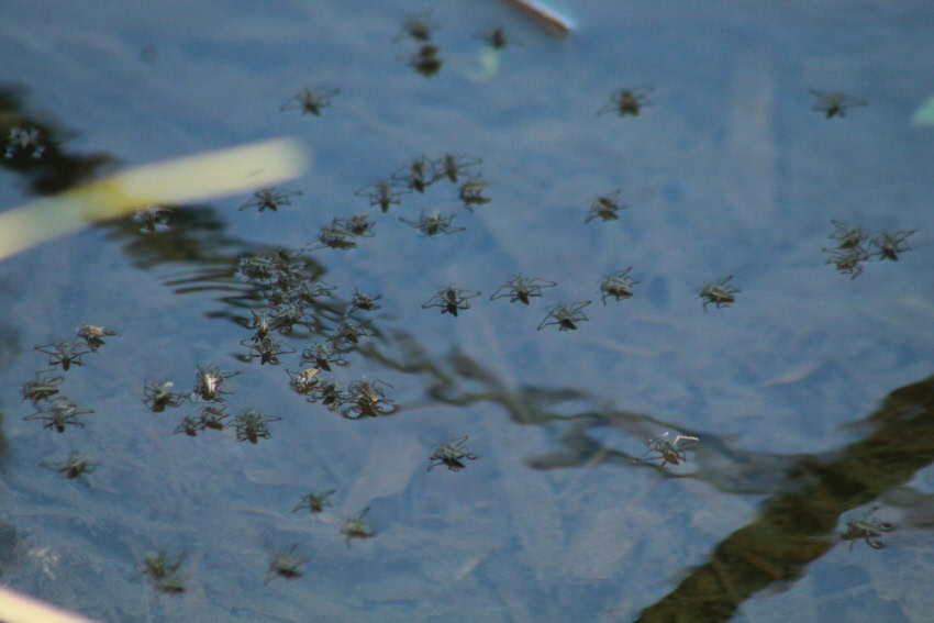 A group of spider-like bugs stand floating on top of the surface of a body of water