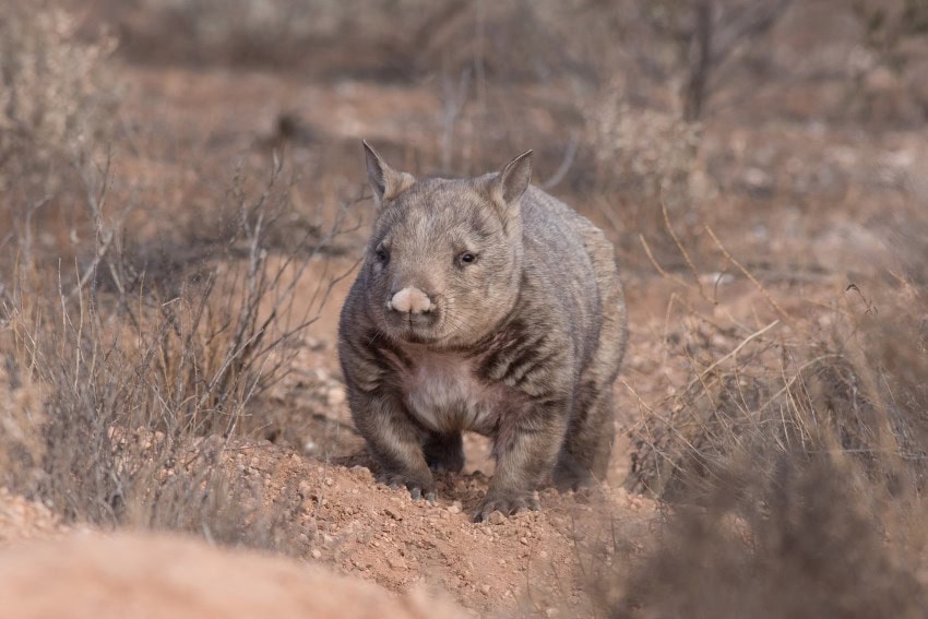 A stocky wombat with light brown short hair stands on reddish dirt amongst leafless vegetation