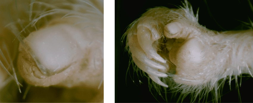 A pale furry rodent hand with claws on its fingers and a human-like thumbnail. Second photograph shows a closeup of the nail.