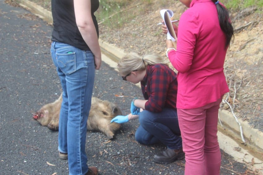 A woman wearing blue gloves inspects a dead wombat on the side of the road. 2 other women stand next to her