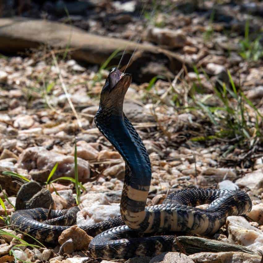 Photograph of a black and yelloy striped cobra coiled up on the ground spitting venom