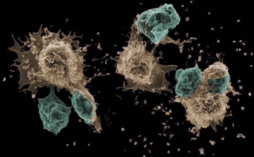 An image of cells on a black background. Sepia-coloured cells are engulfing slightly smaller cyan-coloured cells.