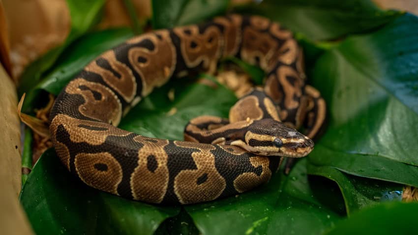 Photograph of a ball python curled up on a leaf. A thick snake covered in dark and light brown splotches.